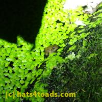 /home//u458753944/public_html/sourcegallery//Frogs/More bullfrogs/P6220193.JPG